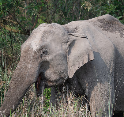 Jungle Safaris
